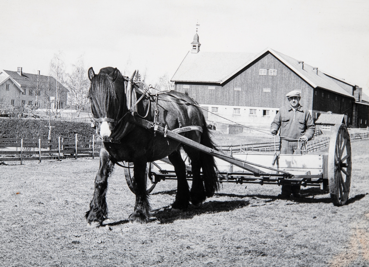 Bilde fra Vevla gård i Ottestad. Gårdsarbeider Eivind Hagen (1901-1990) er ute på jordet og kjører med hest. I bakgrunn sees våningshuset og driftsbygningen på Vevla.