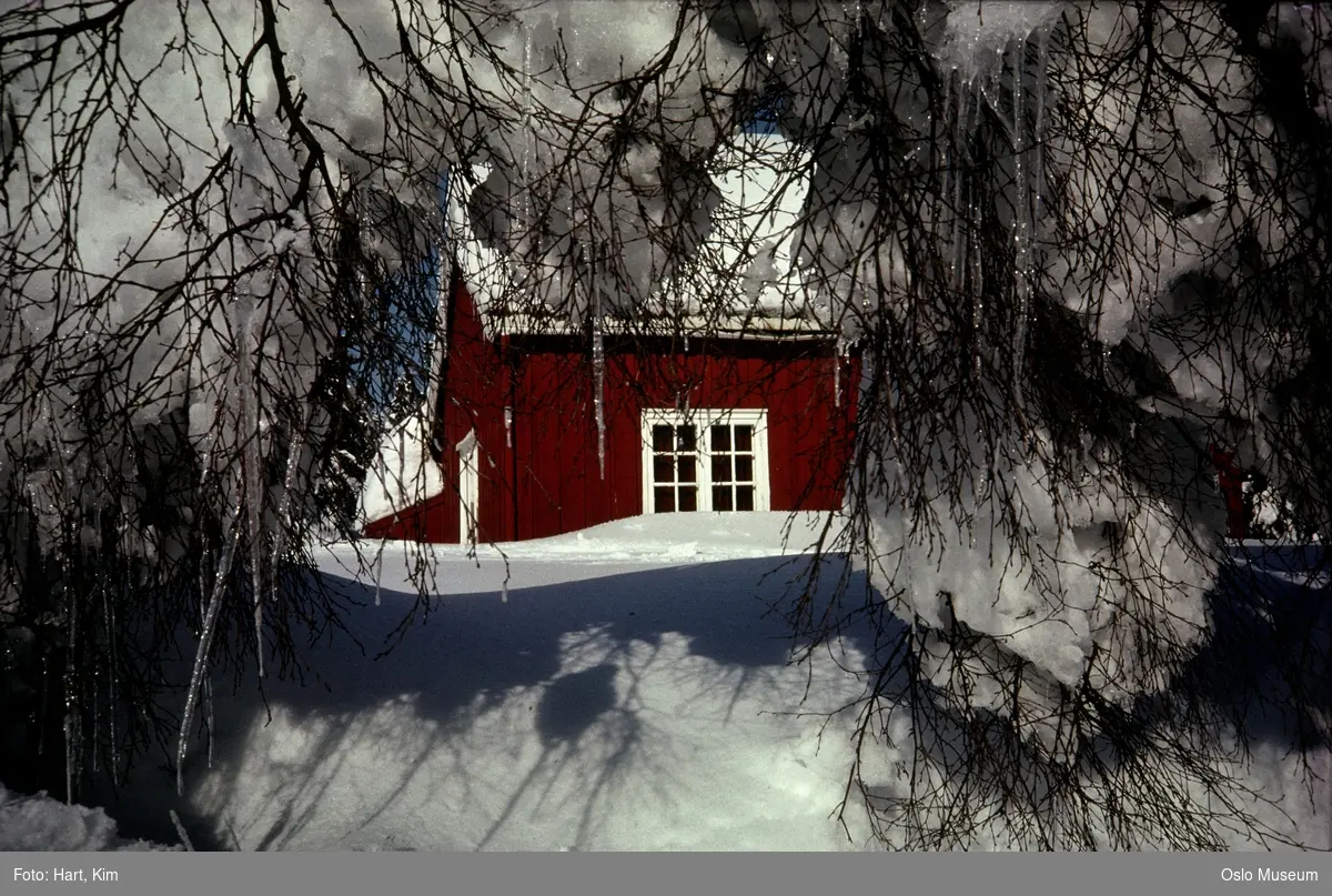 skog, snø, hytte