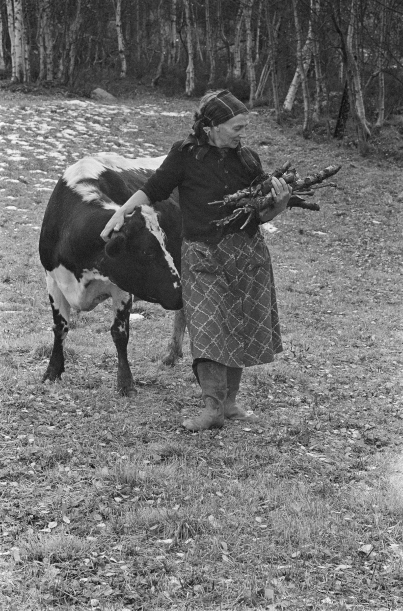 En kvinne bærer ved blant kyr på Røros.