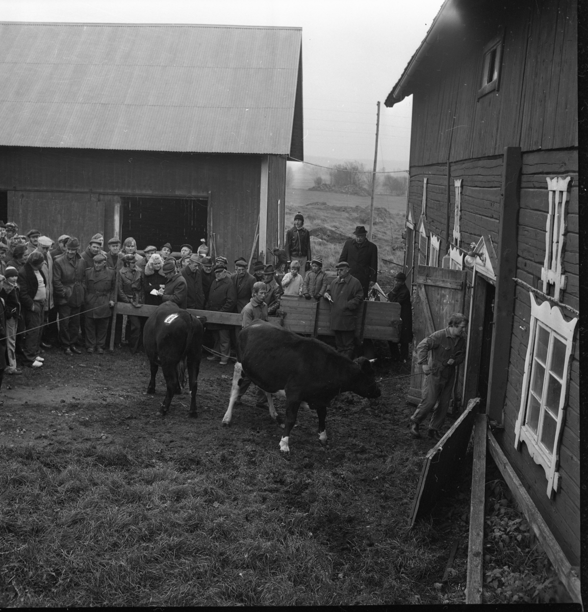 En man leder in kreatur i ett spänt rep i en ladugårdin. Ett kreatur är märkt "8". Det är auktion på Vireda gård i Lekeryd. Auktionsutroparen Elf står på en vagn i bakgrunden.