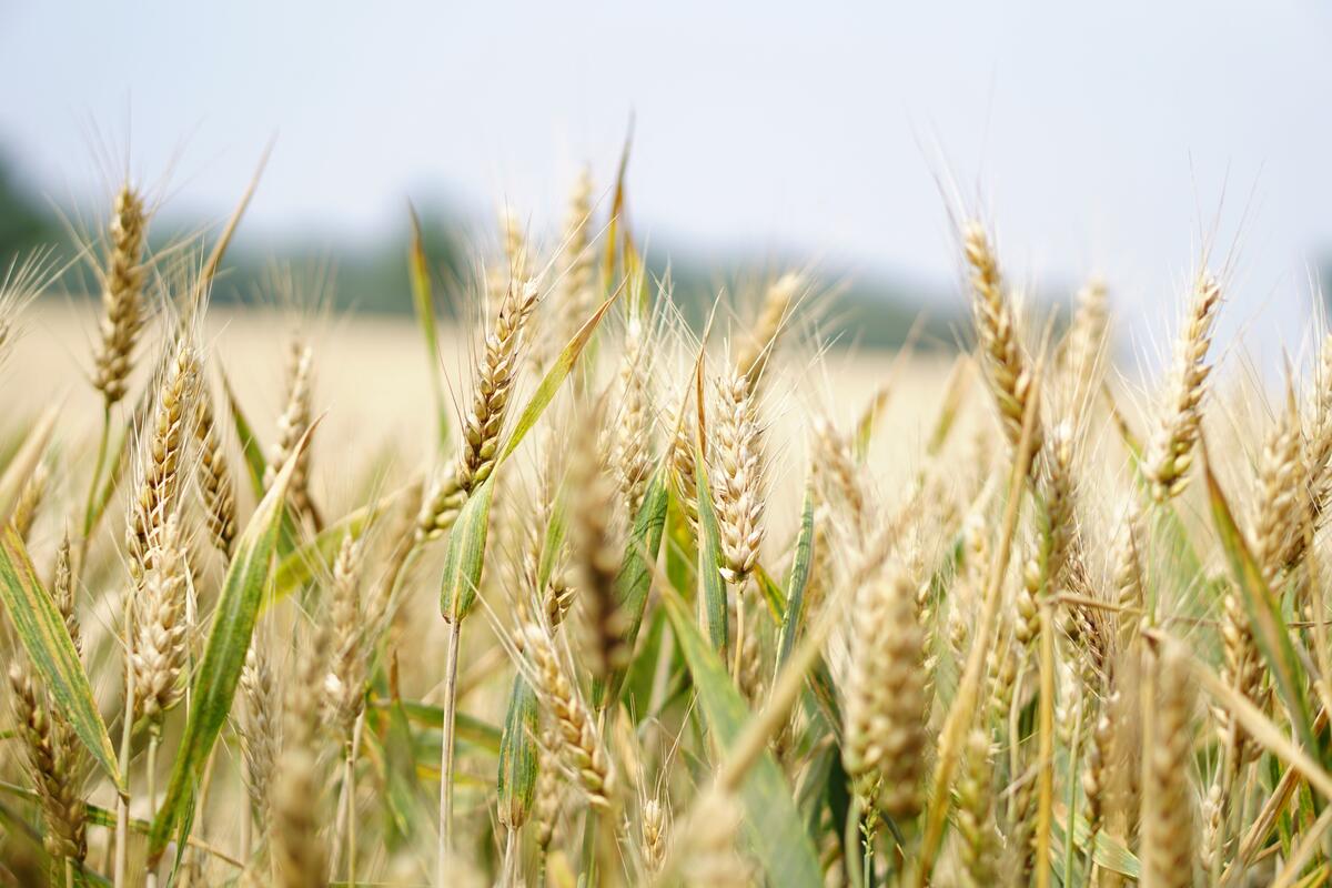 Bildet viser et nærbilde av modne korn i en åker. Vi skimter himmelen i bakgrunnen. (Foto/Photo)