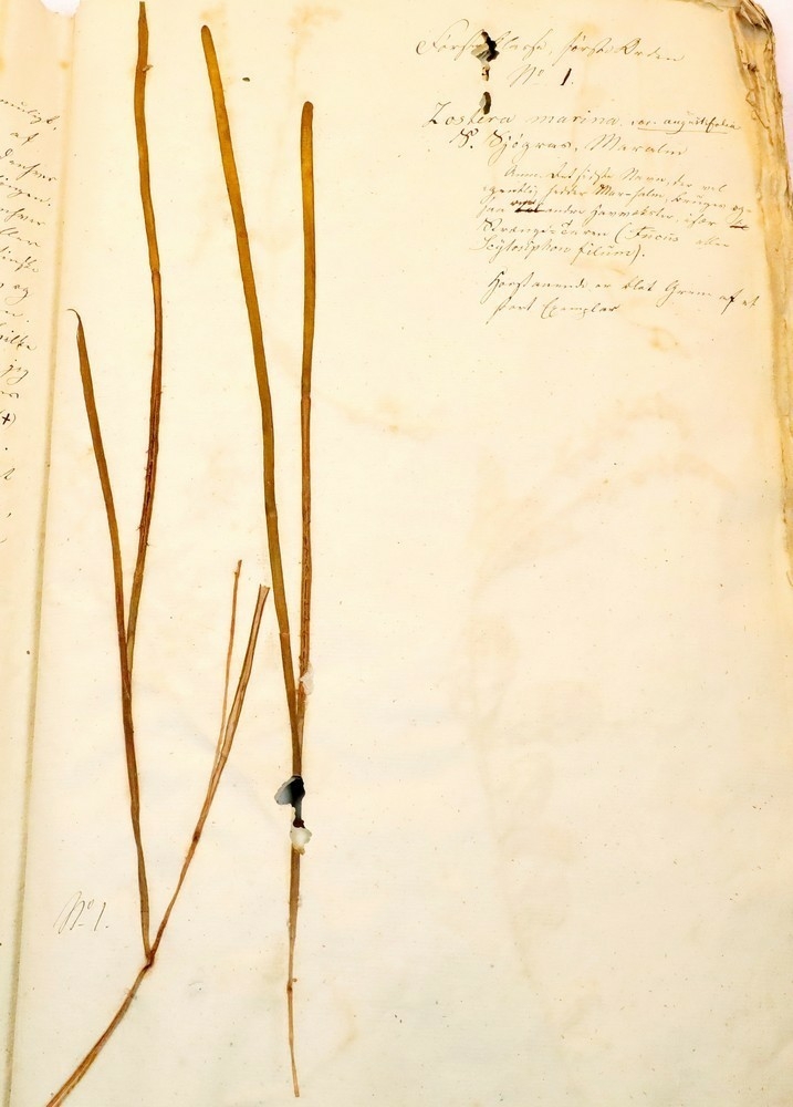 Plante nr. 1 frå Ivar Aasen sitt herbarium. 