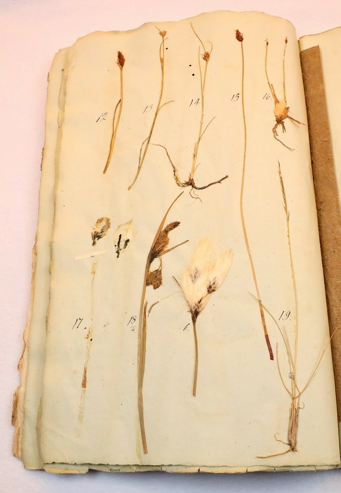 Plante nr. 14 frå Ivar Aasen sitt herbarium.  
