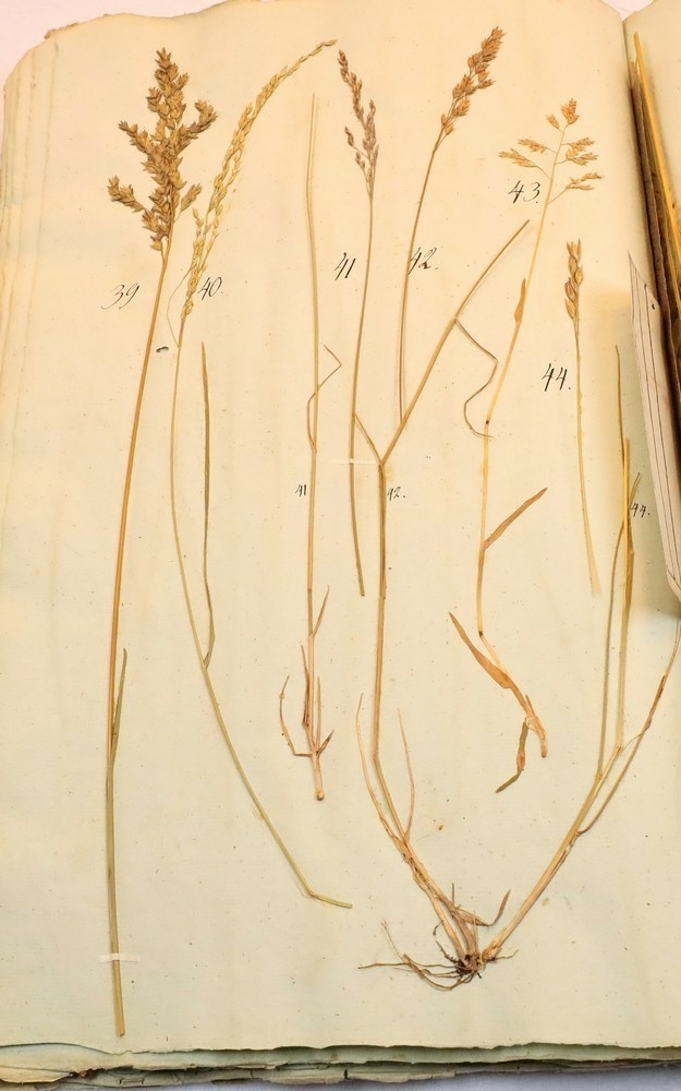 Plante nr. 40 frå Ivar Aasen sitt herbarium.  