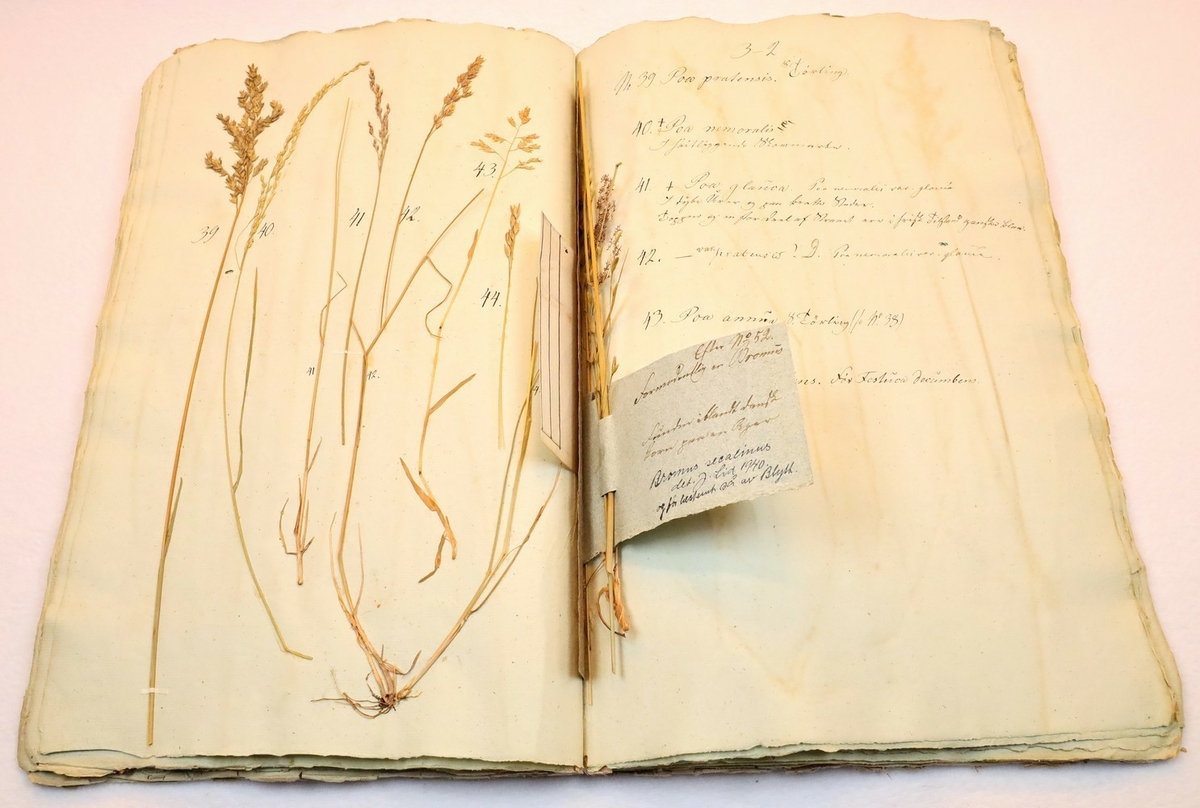 Plante nr. 42 frå Ivar Aasen sitt herbarium.  

Planten er av same art som nr. 41 i herbariet.