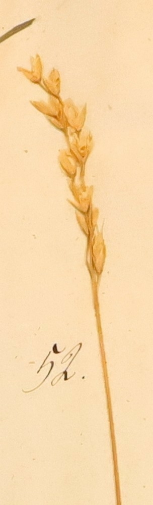 Plante nr. 52 frå Ivar Aasen sitt herbarium.  
