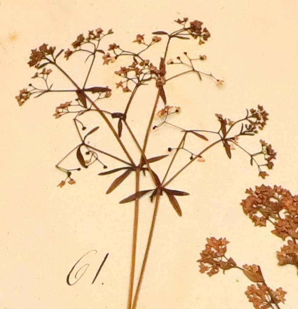 Plante nr. 61 frå Ivar Aasen sitt herbarium.  