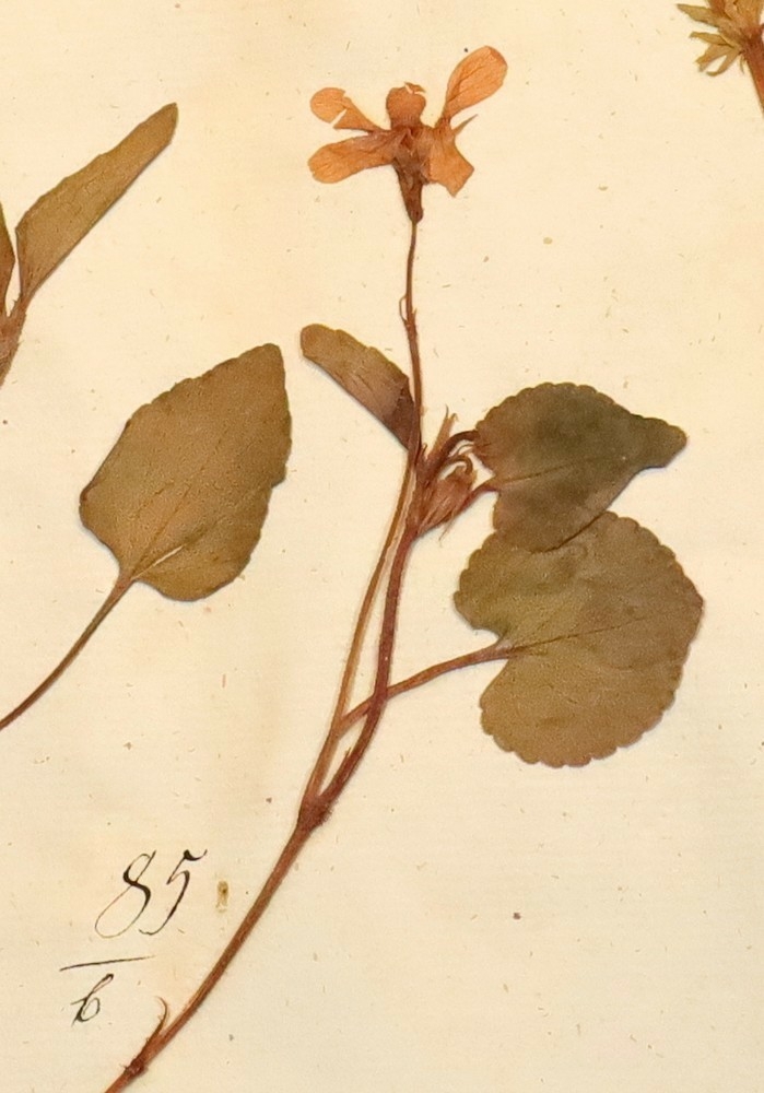Plante nr. 85b frå Ivar Aasen sitt herbarium.  