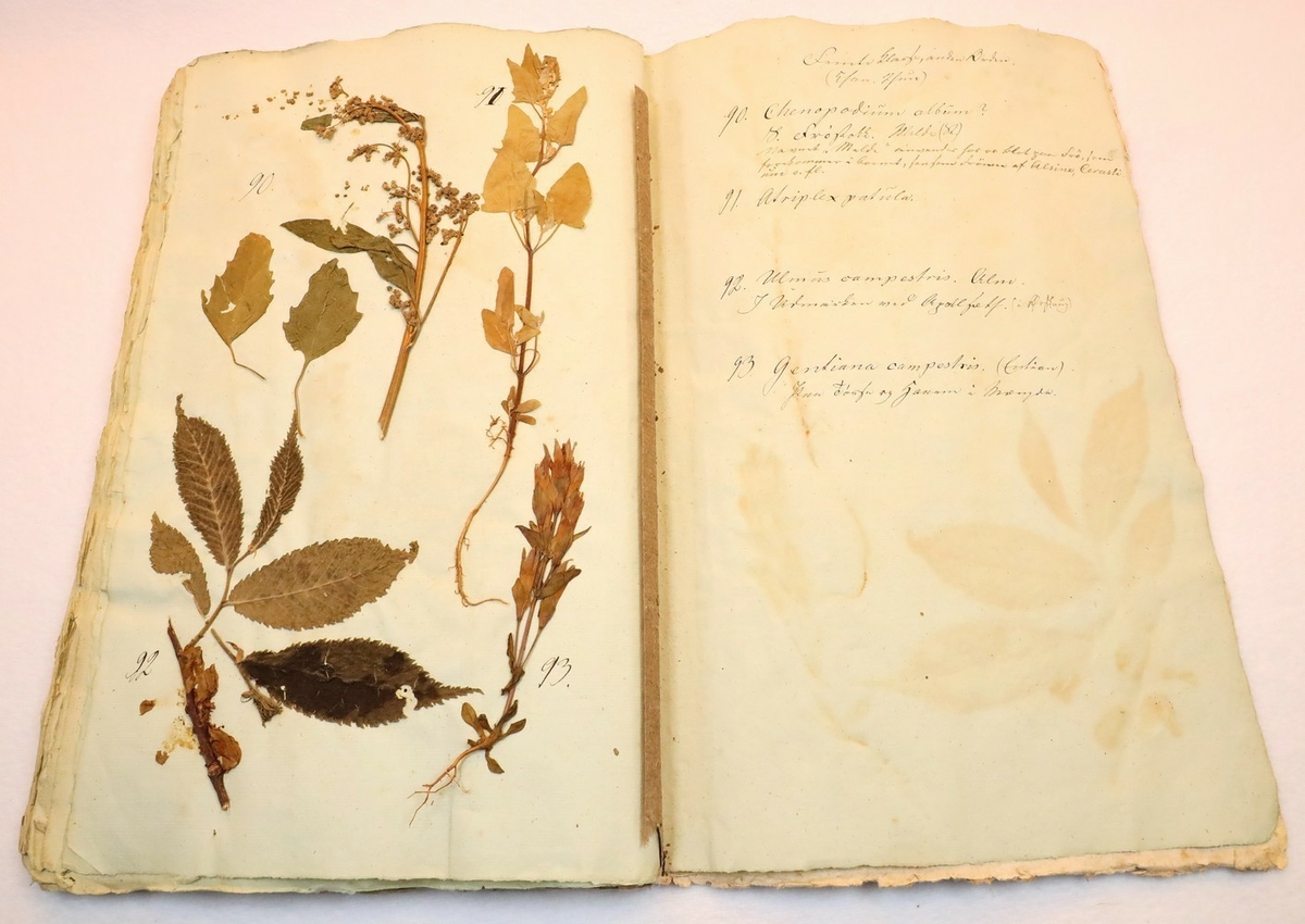Plante nr. 90 frå Ivar Aasen sitt herbarium.  