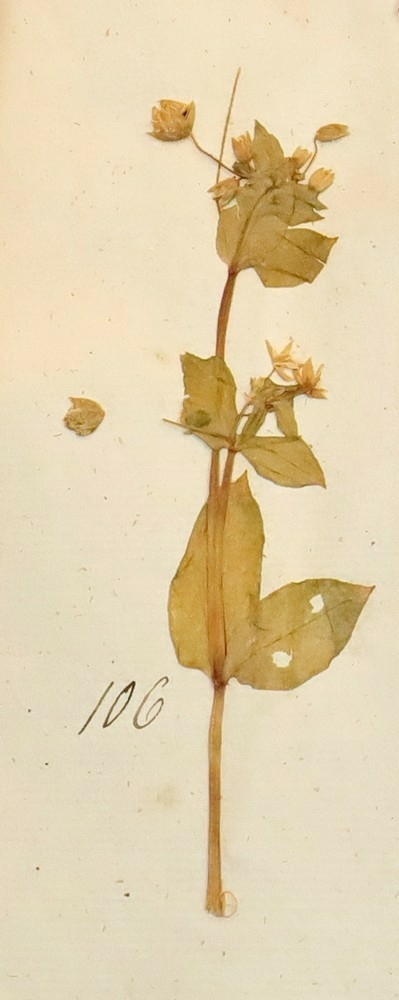 Plante nr. 106 frå Ivar Aasen sitt herbarium.  