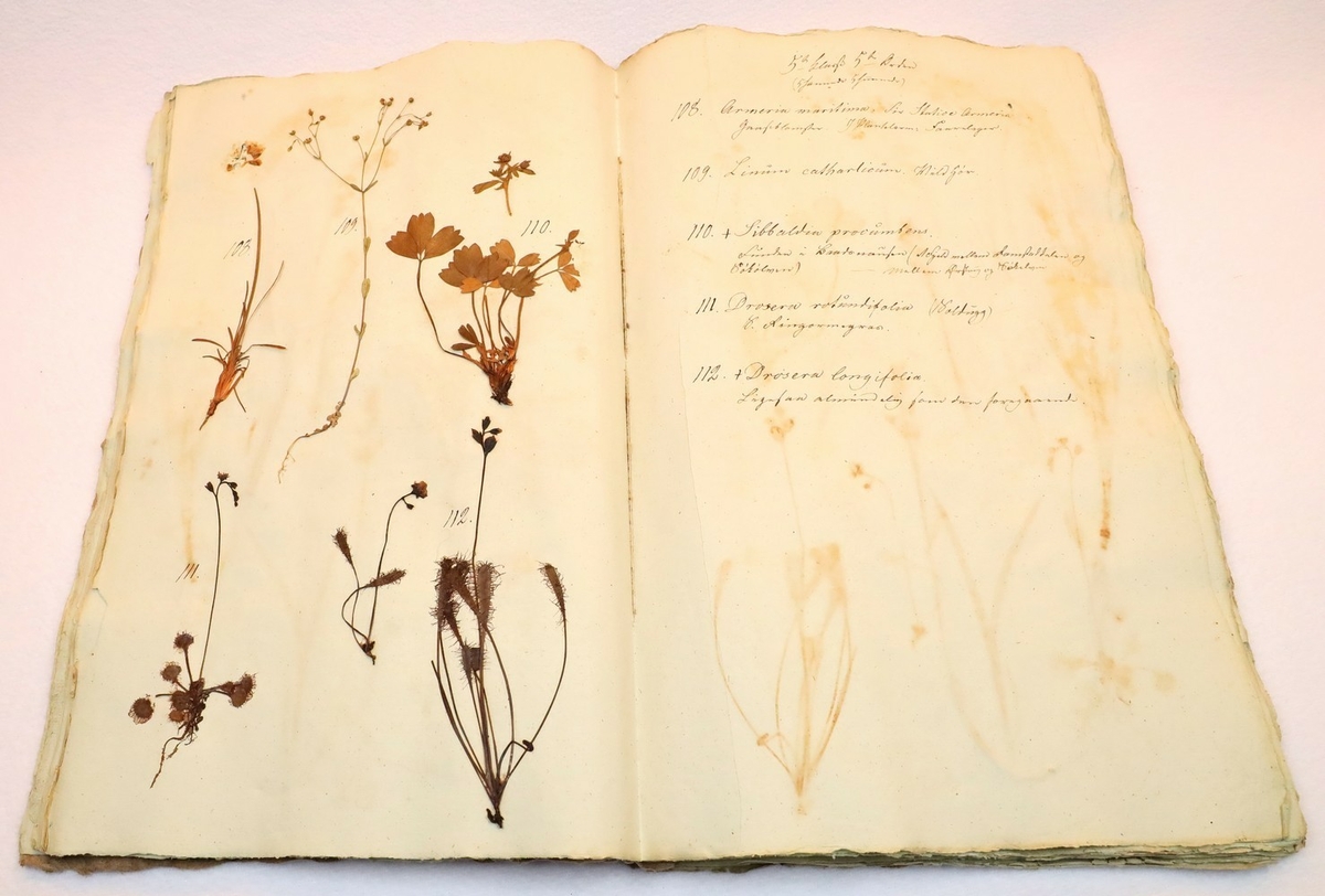 Plante nr. 108 frå Ivar Aasen sitt herbarium.  