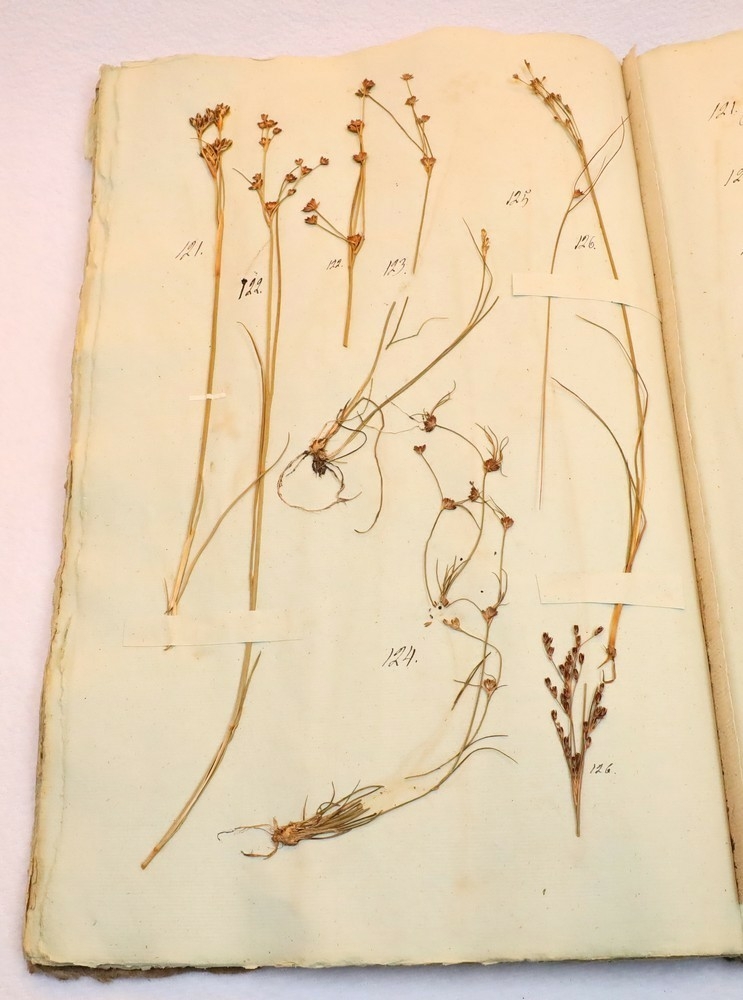 Plante nr. 123 frå Ivar Aasen sitt herbarium.  

Planten er av same art som nr. 124 i herbariet.