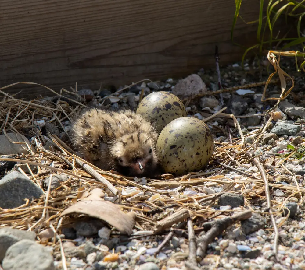 Foto av en fiskemåke unge og to egg i et reir som ligger i makrellterneplattformen