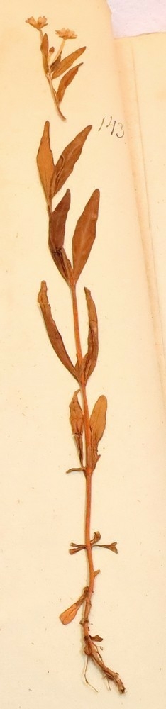 Plante nr. 143 frå Ivar Aasen sitt herbarium.  