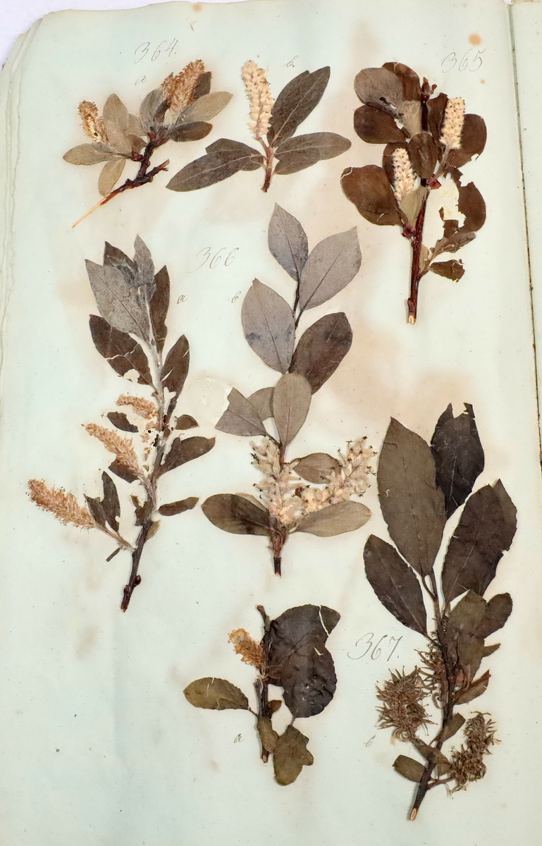 Plante nr. 367 frå Ivar Aasen sitt herbarium.  


