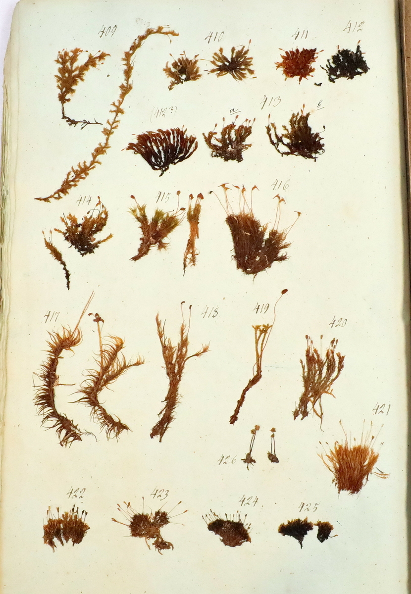 Plante nr. 410 frå Ivar Aasen sitt herbarium.  


Planten er i same art som nr. 412a i herbariet