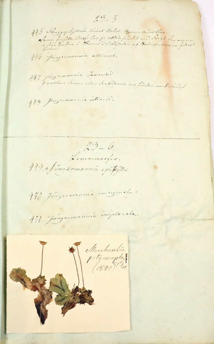 Plante nr. 448 frå Ivar Aasen sitt herbarium.  
