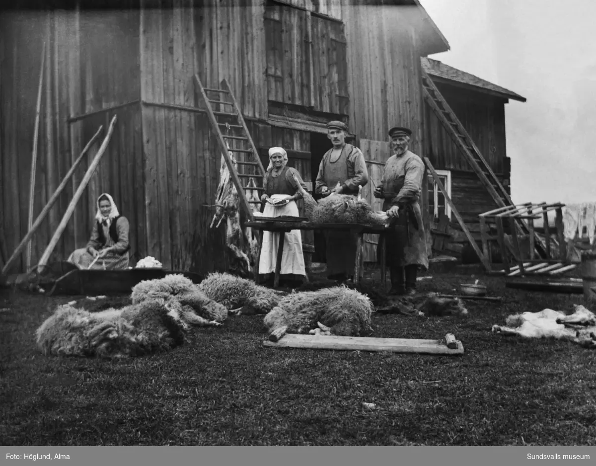 Fårslakt i Fanbyn. Från vänster: Elise Ödmark, Erika Wiström, Gottfrid Höglund och Erik Ödmark.