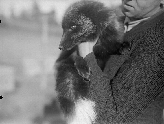 Man med räv. - Värmlands Museum / DigitaltMuseum