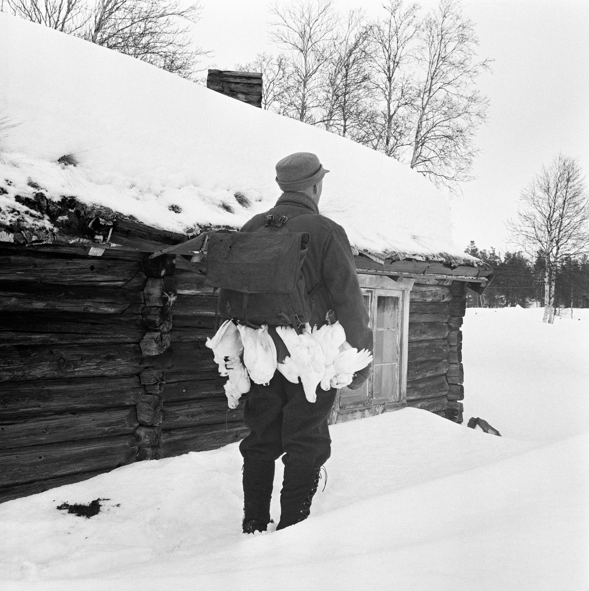 Snarefangst etter rype, Lesja i mars 1968. Ola Bergene fra Bjorli med ryper i beltet. Tilbake til jaktbua etter sjekking av snarene.