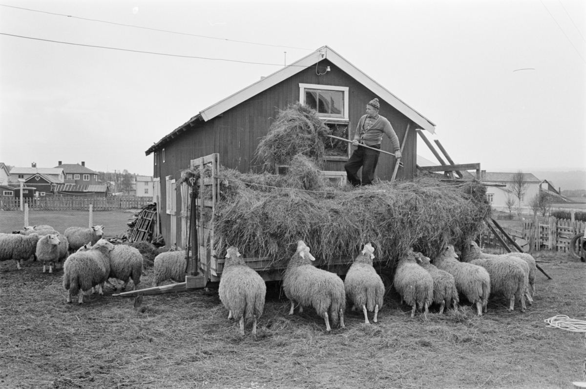 En mann arbeider med høy i en høyvogn, mens en flokk sauer står rundt vogna og spiser.