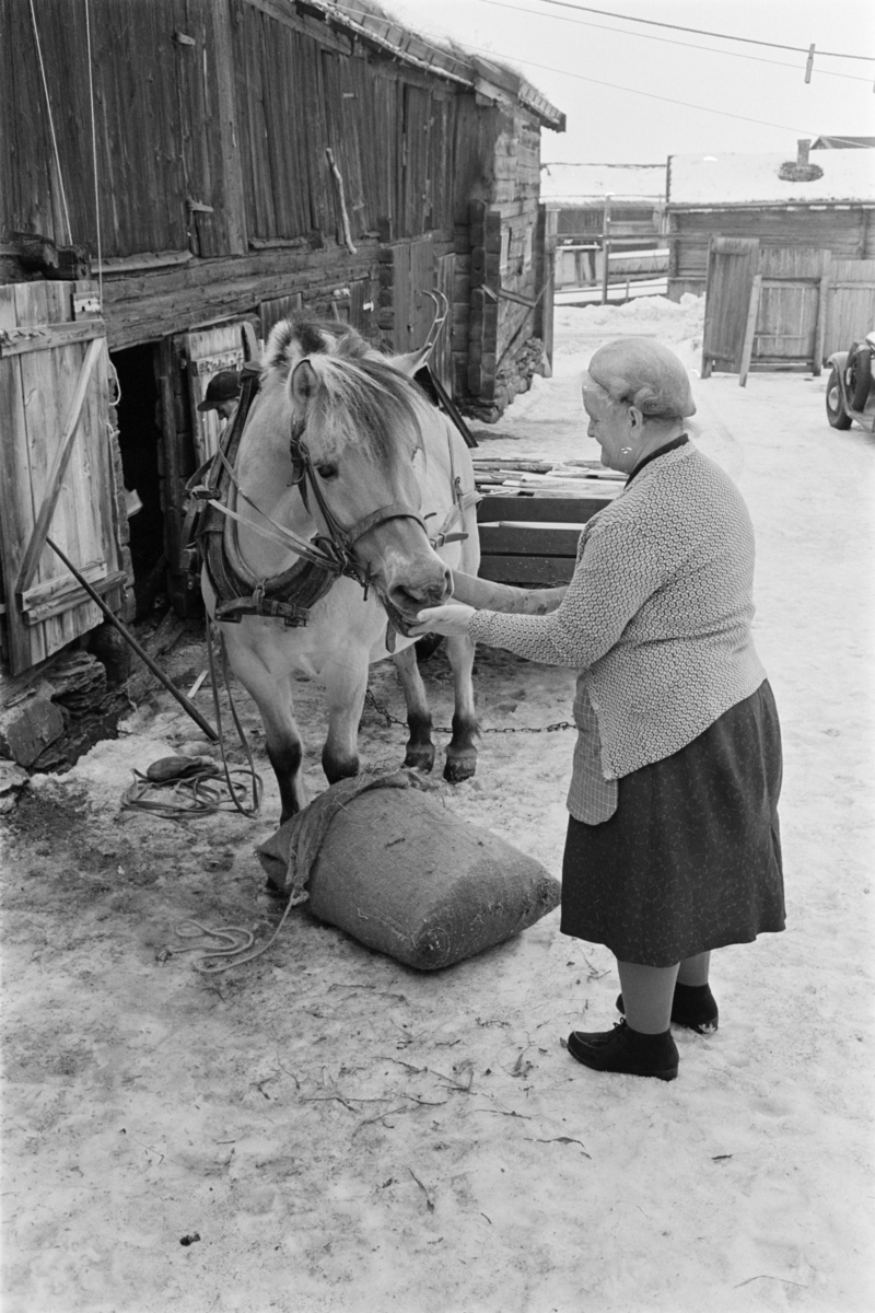 En kvinne mater en hest.
