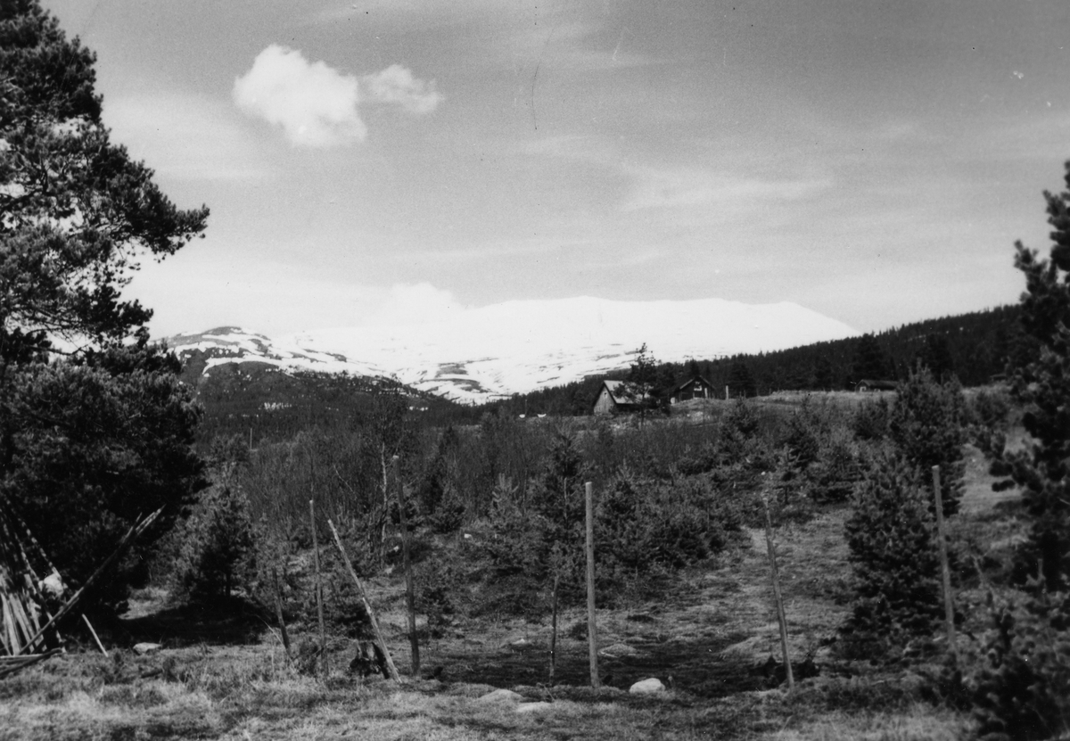 Gardsbruk, i bakgrunnen Tronfjell