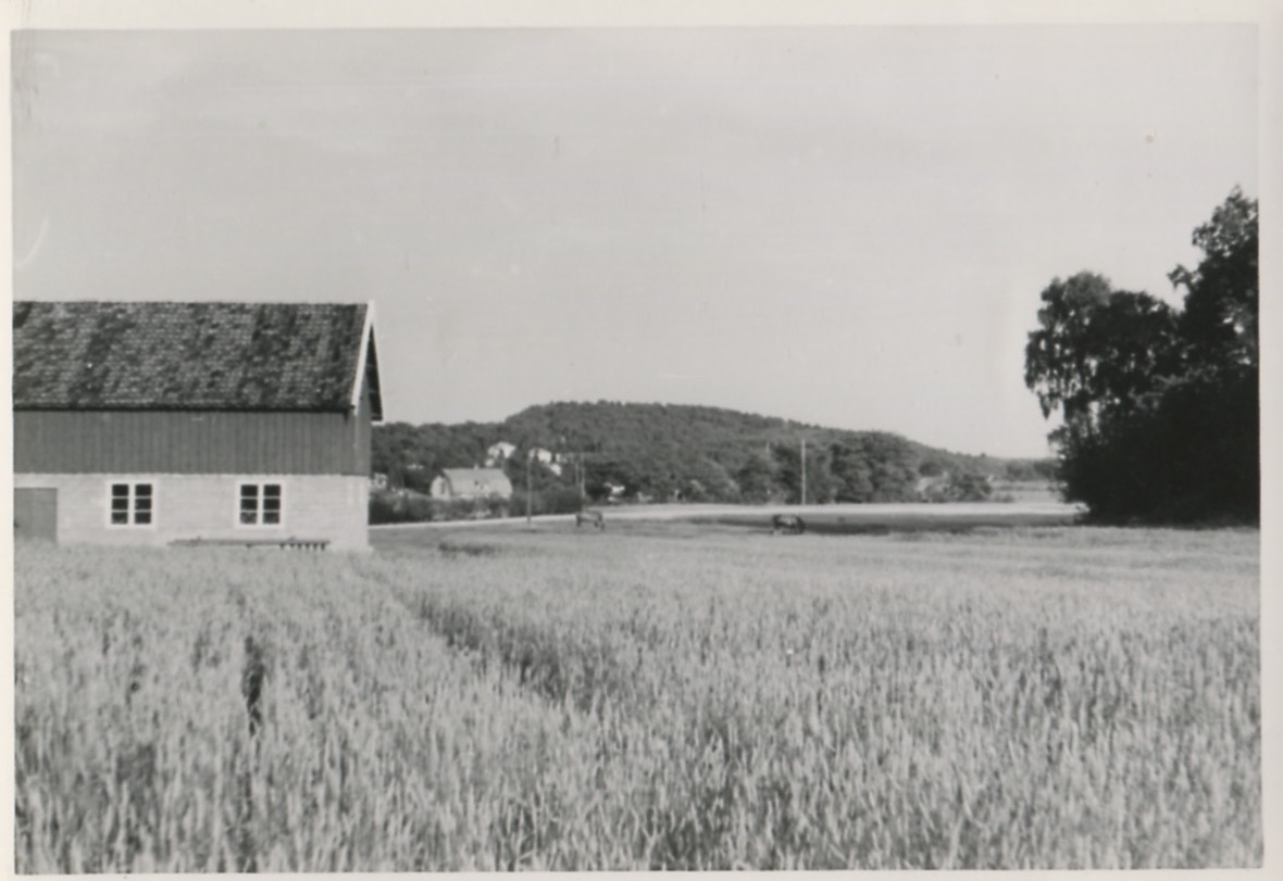 Vy från Heljered, över Heljereds ängar och Sagåsen som ses i mitten, 1950-tal.