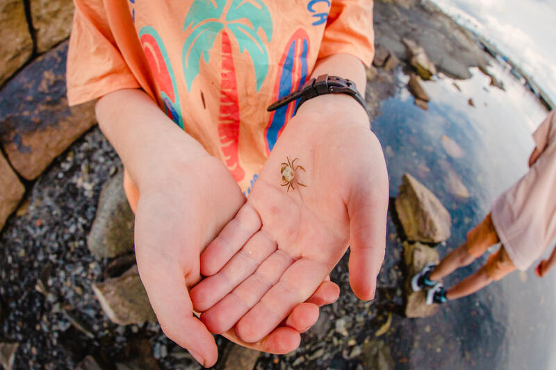 Barnehender holder i en liten krabbe.