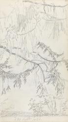 Del av grantre [Tegning]