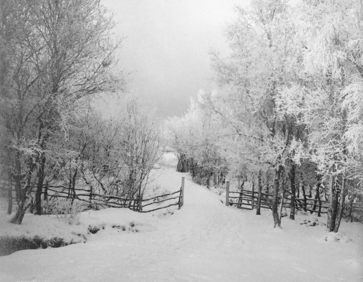 Vinterveg ved Kirkenes i Sør-Varanger.  Vegen er snødekt, og omgitt av snø- eller rimdekt bjørkeskog.  I forgrunnen går et oppspikret rajegjerde på tvers av bildeflata.  