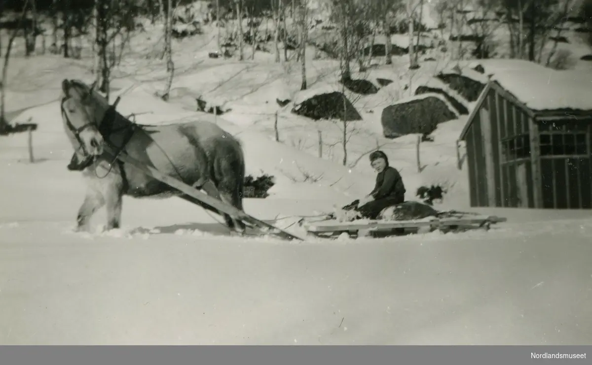Svein Anton Kristensen kjører slede med hesten Snorre. Bildet er tatt på gården Sollia i Skotsfjord.