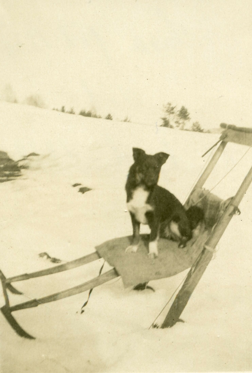 Hunden "Lisa," fødd 1930, død 1939