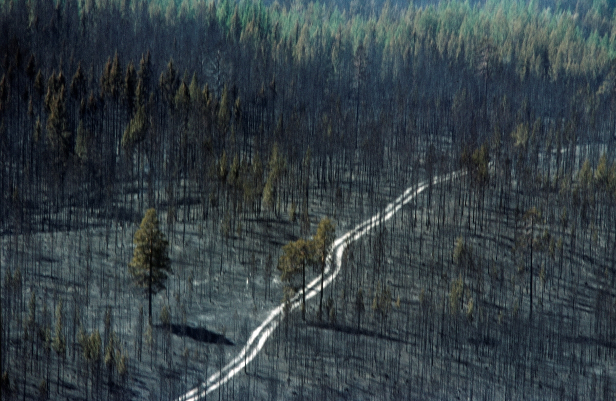 Veg gjennom skoglandskap preget av skogbrann. Bildet er trolig tatt etter skogbrannen på Starmoen i Elverum i 1976.