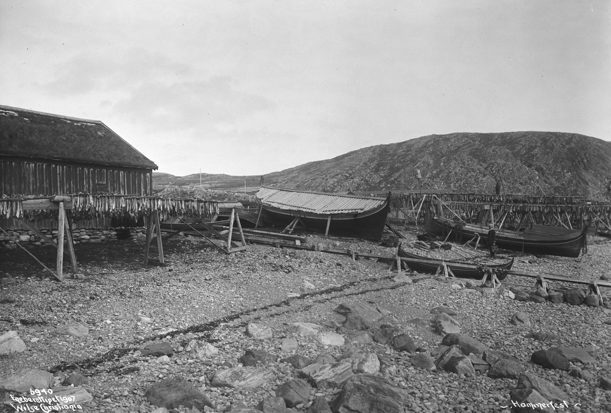 Tørking av stokkfisk (hel fisk) på hjell. Fotografert i 1907.