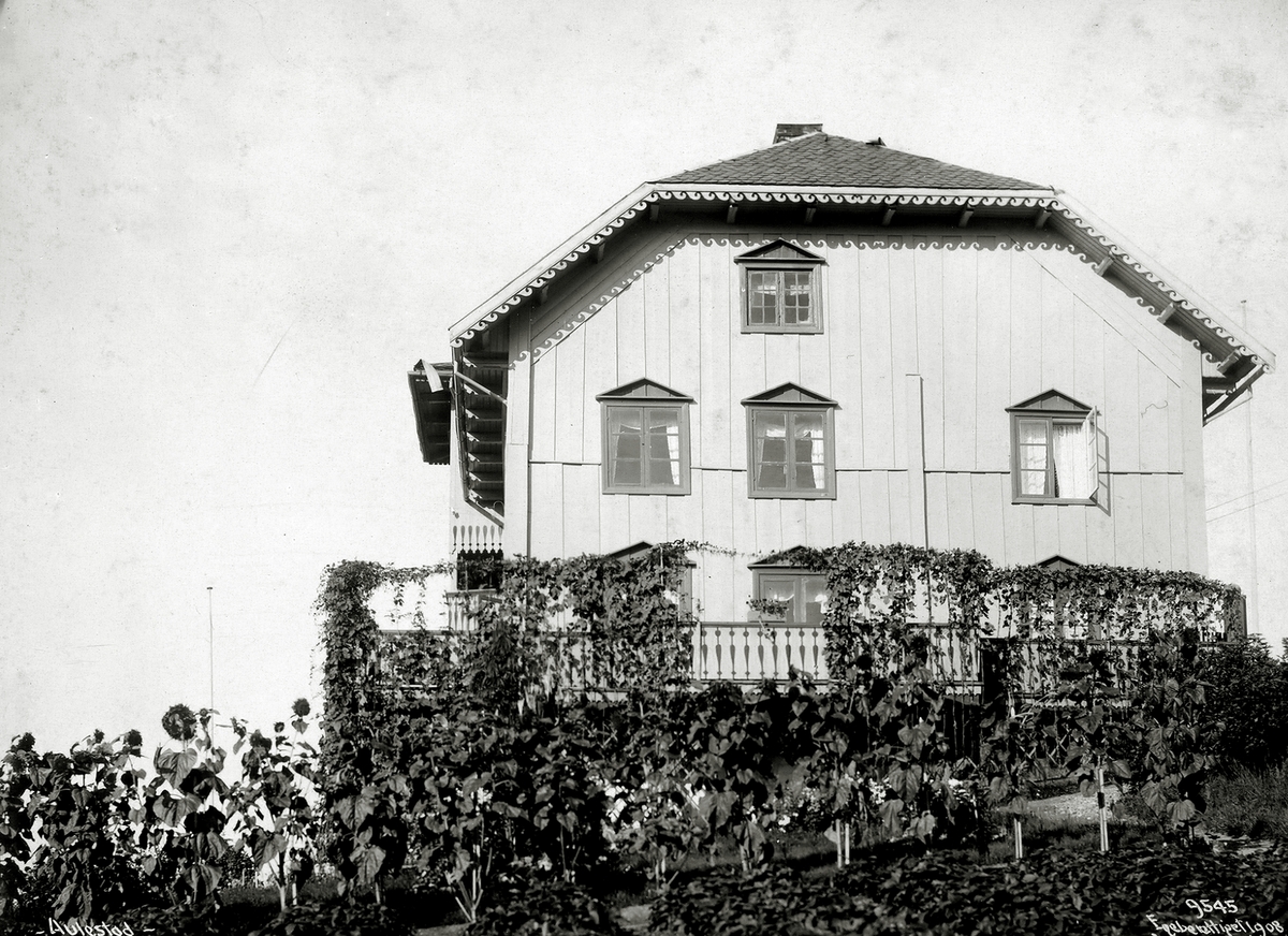 Solsikker i hagen. Bjørnstjerne Bjørnsons hjem Aulestad gård. Fotografert 23. september 1908.