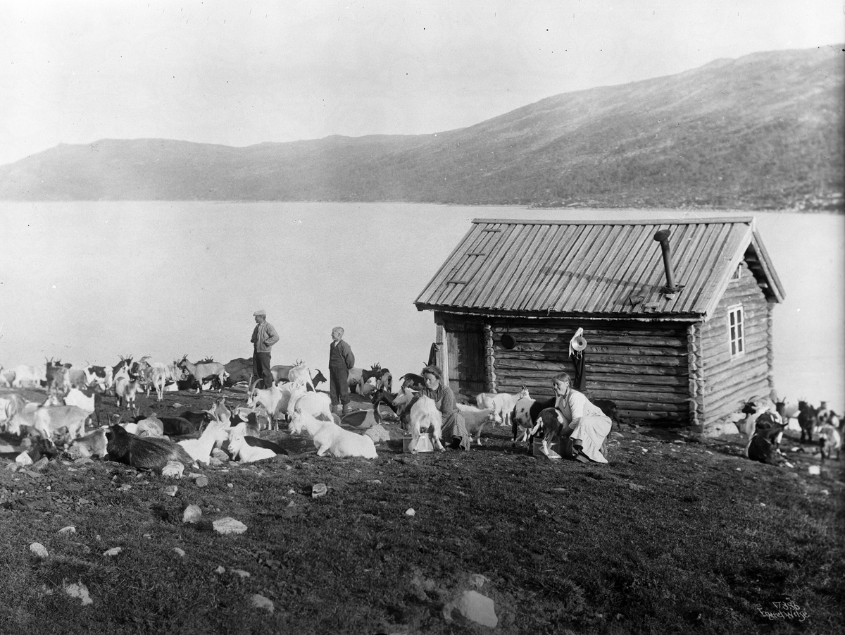 Gjetere, budeier som melker og en flokk geiter ved Ustevand sæter, Ustevatnet, Hol i Buskerud, 1915.