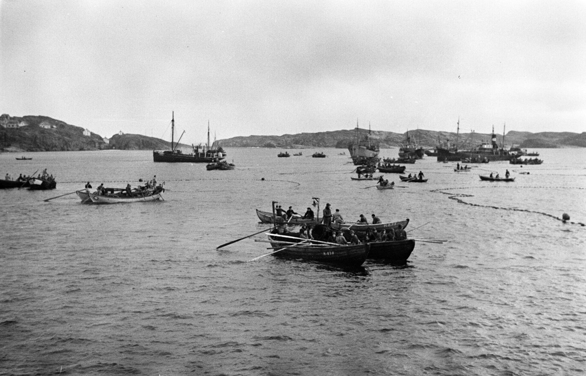 Sildefiske i Ålesund, store og små båteer deltar i fisket.