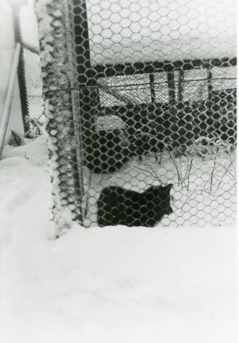 Revefarm på Viko vinteren 1940-41. Bildet er tatt av tysk soldat.