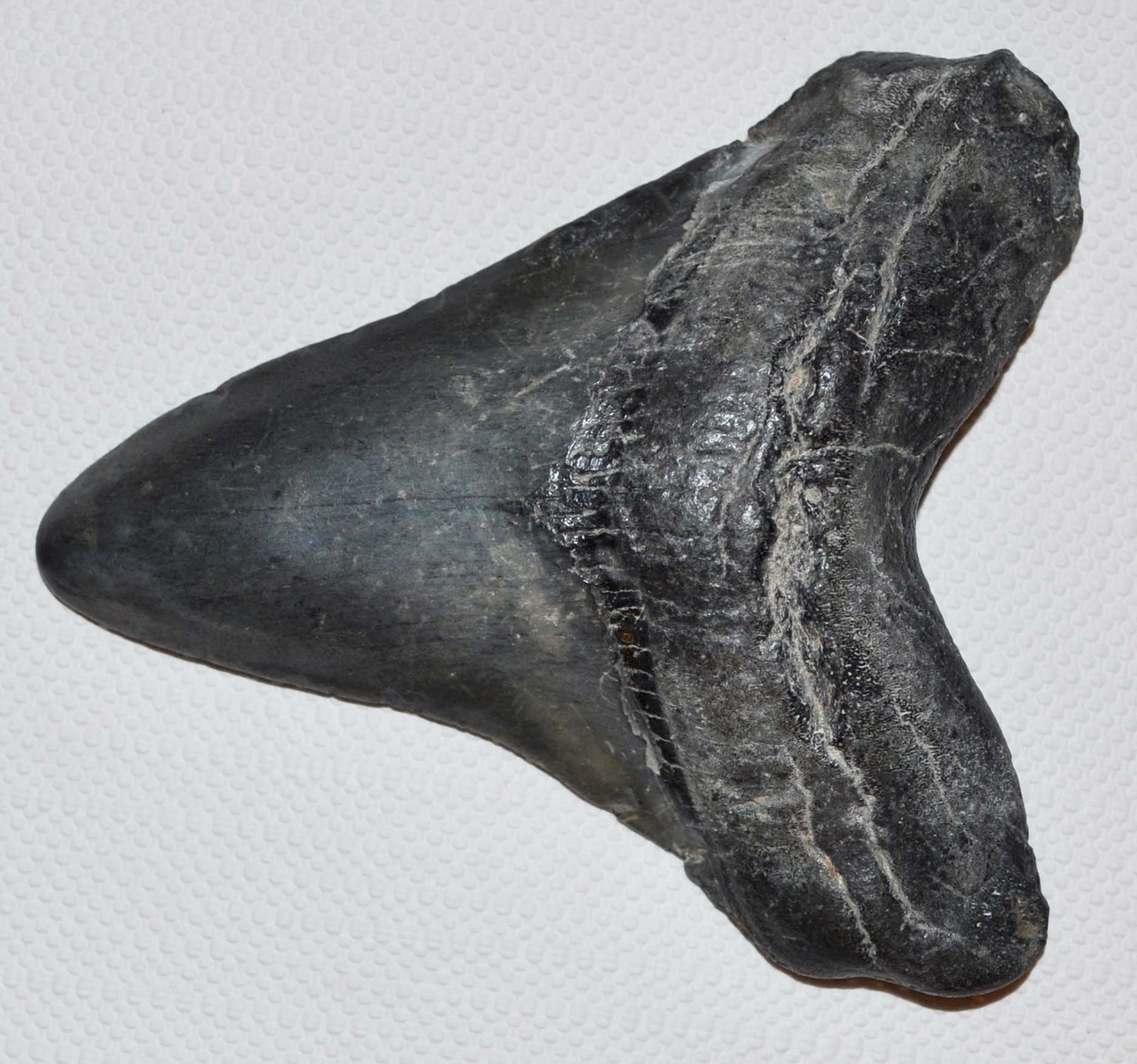 Fossil hajtand av arten Charcharocles megalodon, en stor vithaj som levde under tertiärtid och dog ut för en eller hågra miljoner år sedan. Tanden är troligtvis importerad, sannolikt från USA.