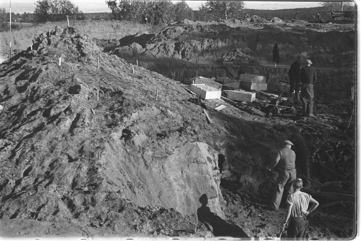 Utgraving av Raknehaugen i Ullensaker, september 1939. Gode stokker pakkes i kasser til botanisk undersøking. Gravingen går videre under tømmerlaget i forgrunnen.