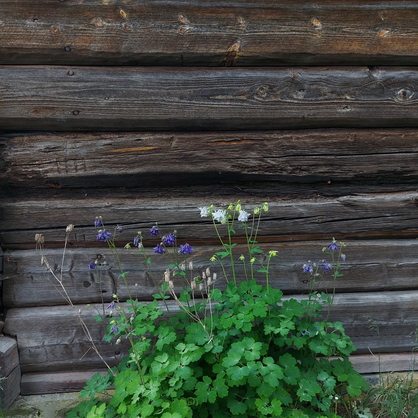 Bildet viser blå blomster foran en laftet vegg