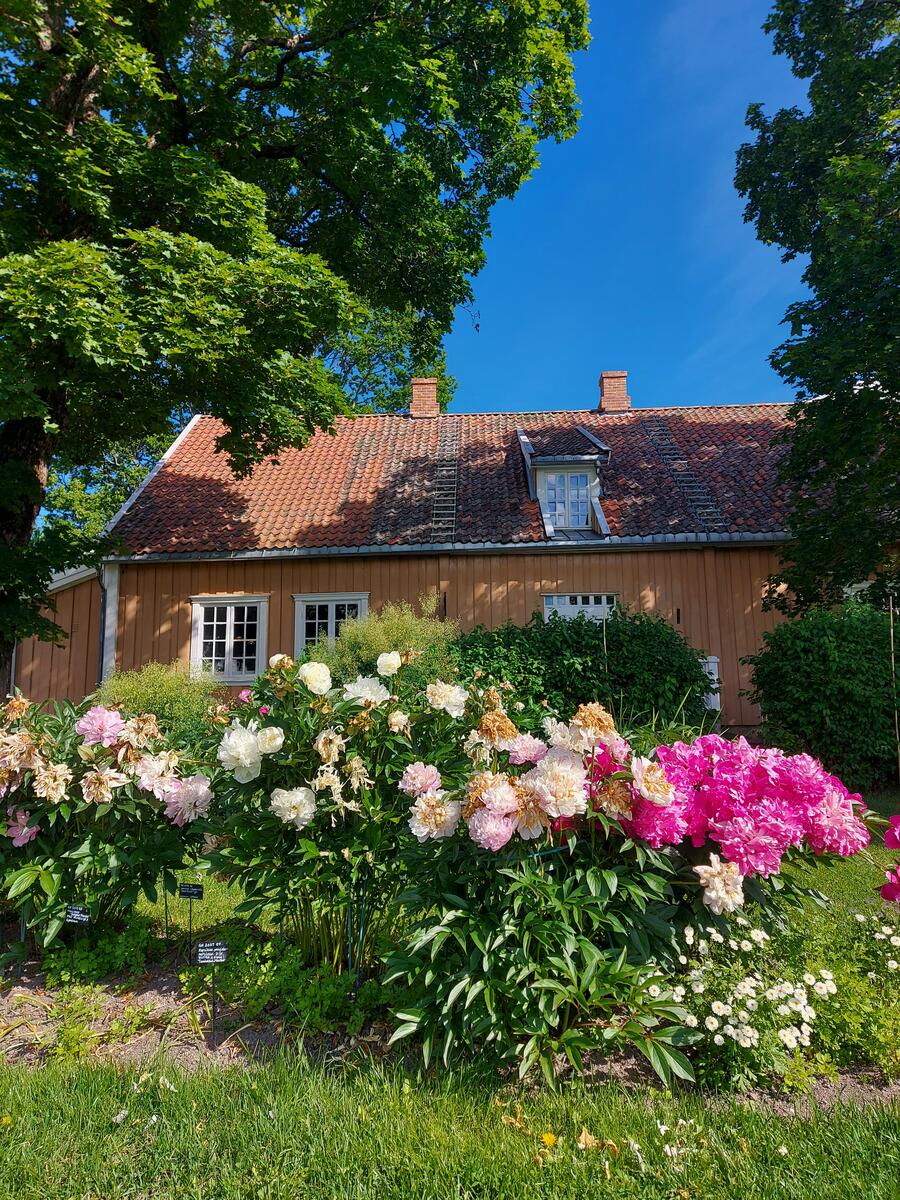 Bildet viser en hage med vakre blomster.