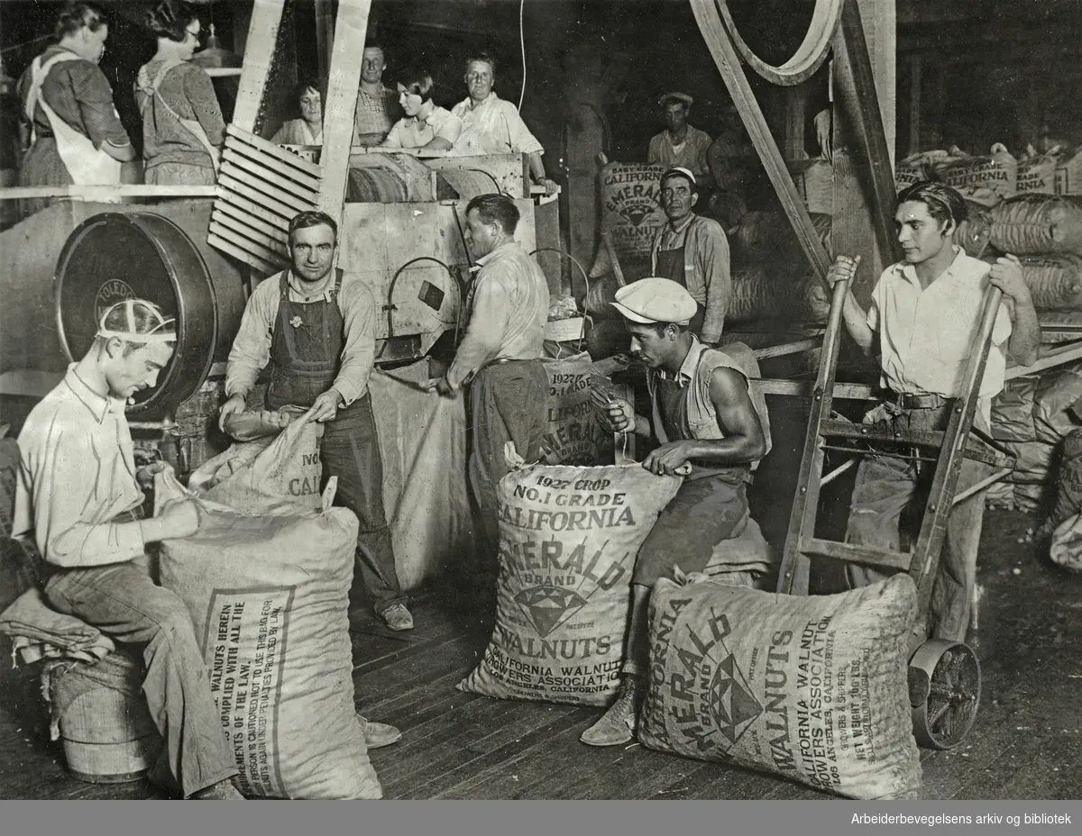 Innhøsting og pakking av valnøtter - California. 1932. Arbeidermagasinet/Magasinet for Alle