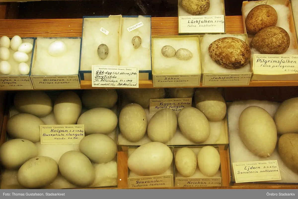 Äggsamling på Biologiska museet