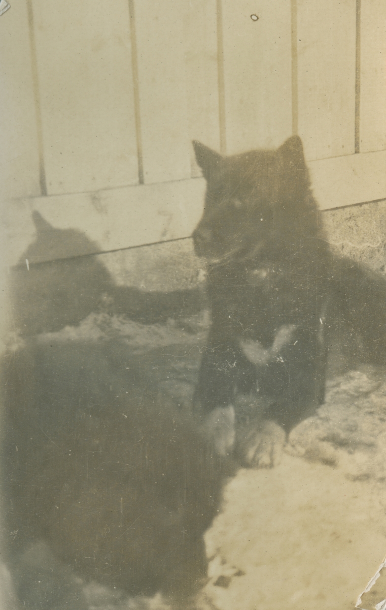 Fotografi från expedition till Spetsbergen. Motiv av två hundar som vilar framför hus.
