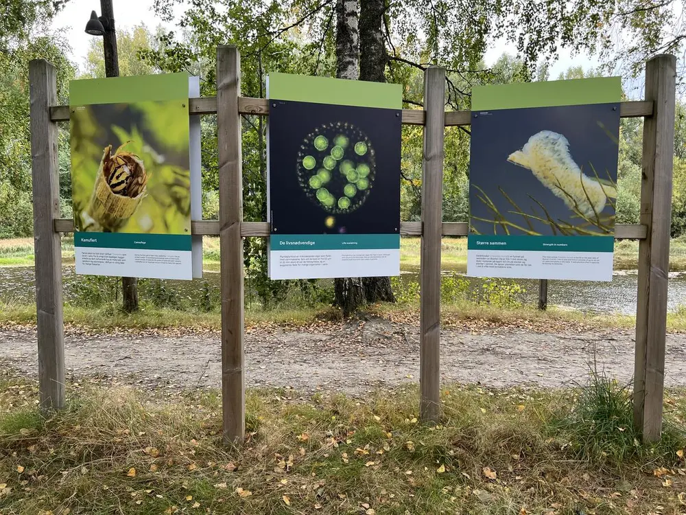 Foto av en uteutstilling med tema skjult naturmangfold i våtmarka