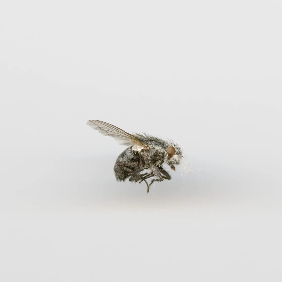 Close up photography of a dead fly.