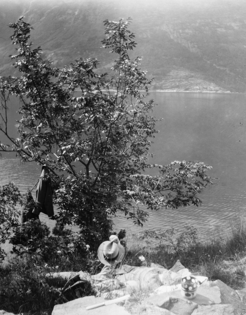 Blomstring, antatt ved fjord på Vestlandet