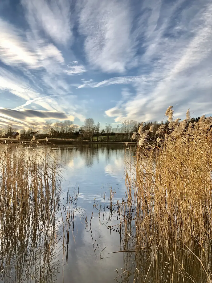 Gyldne strå, vannspeil og blå himmel med lette skyer. Trær og planter i bakgrunnen. Fotografi